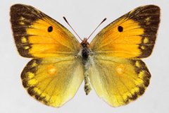 Colias myrmidone