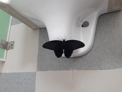 Papilionidae