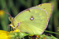 Colias myrmidone