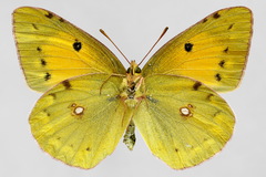 Colias myrmidone