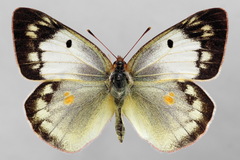 Colias myrmidone