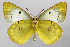 Colias myrmidone