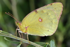 Colias myrmidone