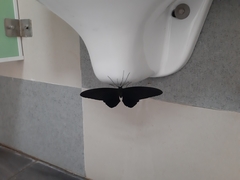 Papilionidae