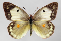Colias myrmidone