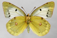 Colias myrmidone