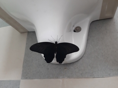 Papilionidae