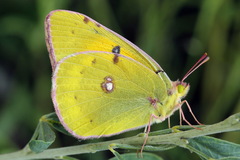 Colias myrmidone