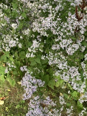 Symphyotrichum cordifolium