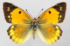 Colias myrmidone