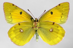 Colias myrmidone