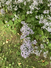 Symphyotrichum cordifolium
