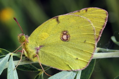 Colias myrmidone