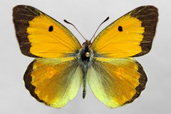 Colias myrmidone