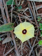 Hewittia malabarica