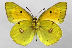 Colias myrmidone