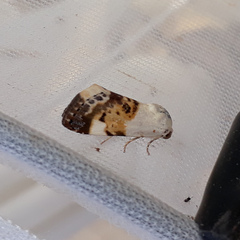 Acontia