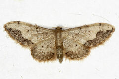 Idaea efflorata
