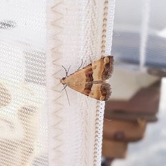 Pseudozarba bipartita