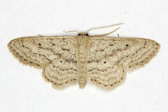 Idaea elongaria