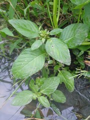 Limnophila rugosa