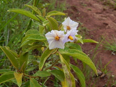 Solanum campylacanthum