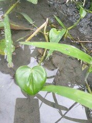 Pontederia vaginalis