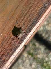 Peribalus strictus vernalis