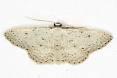 Idaea minuscularia