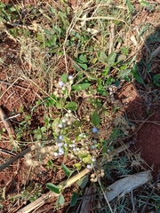 Ageratum houstonianum