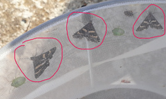 Grammodes stolida