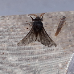 Lepidoptera
