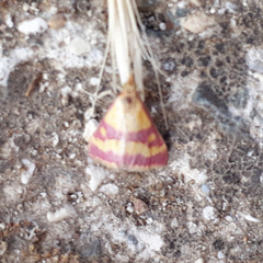 Pyrausta sanguinalis