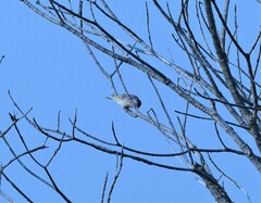 Crithagra atrogularis