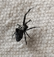 Philoponella congregabilis