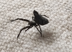 Philoponella congregabilis