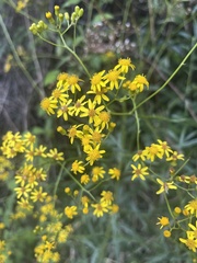 Senecio polyanthemoides