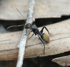 Camponotus aeneopilosus