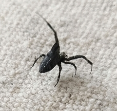 Philoponella congregabilis