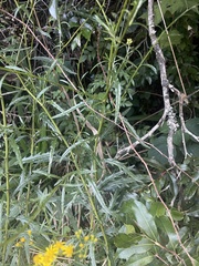 Senecio polyanthemoides