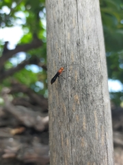 Braconinae