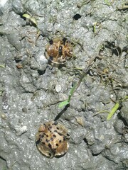 Aspidimorpha miliaris