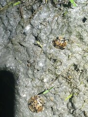 Aspidimorpha miliaris