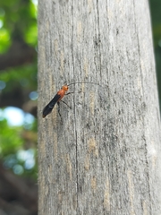 Braconinae