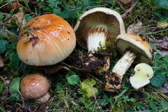 Cortinarius odorifer