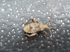 Acanthocoris sordidus