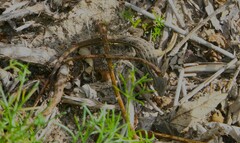 Psammodromus edwarsianus