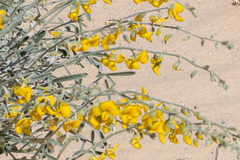 Crotalaria eremaea