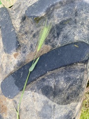 Hordeum