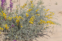 Crotalaria eremaea